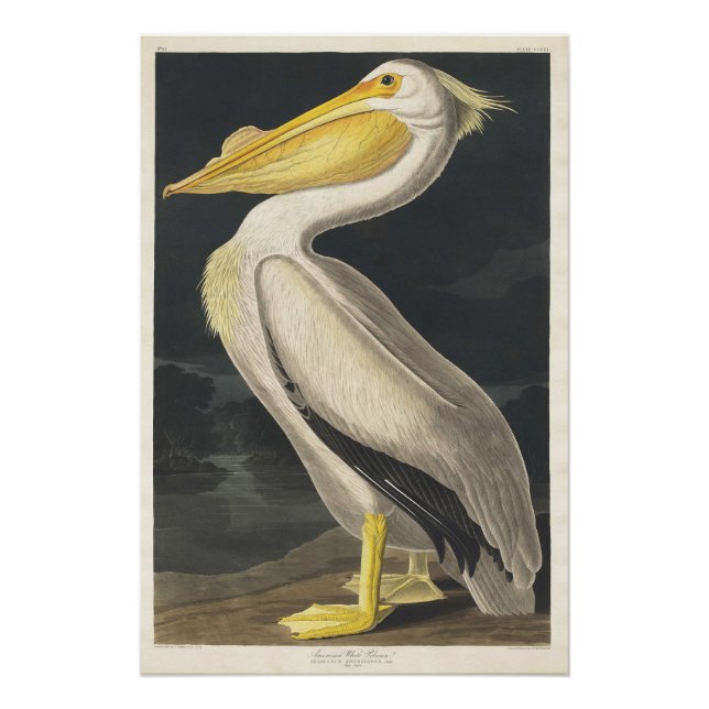 American White Pelican Poster (Vorderseite)
