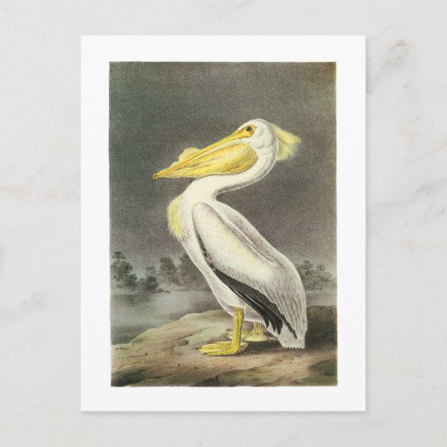 American White Pelican von Audubon Postkarte (Vorderseite)