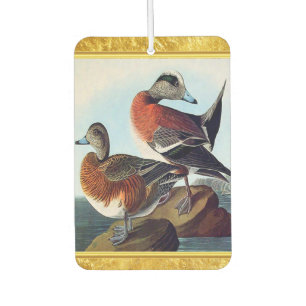 American Widgeon Enten auf Felsen Autolufterfrischer