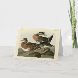 American Widgeon von Audubons Vögeln Amerikas Karte