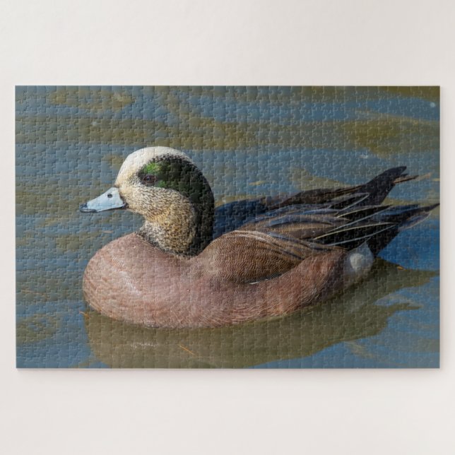 American Wigeon (Horizontal)