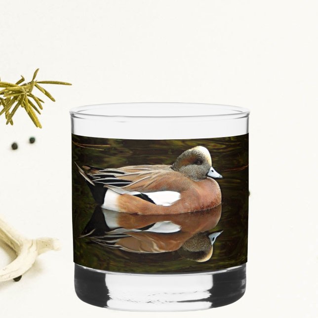 American Wigeon Duck on Pond Whiskyglas (In Situ)