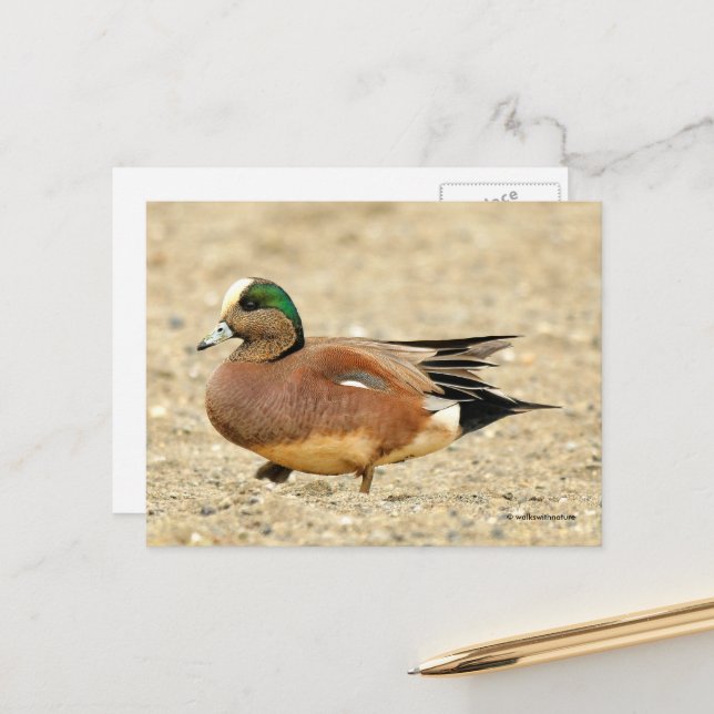 American Wigeon Duck Walking the Beach Postkarte (Vorderseite/Rückseite Beispiel)