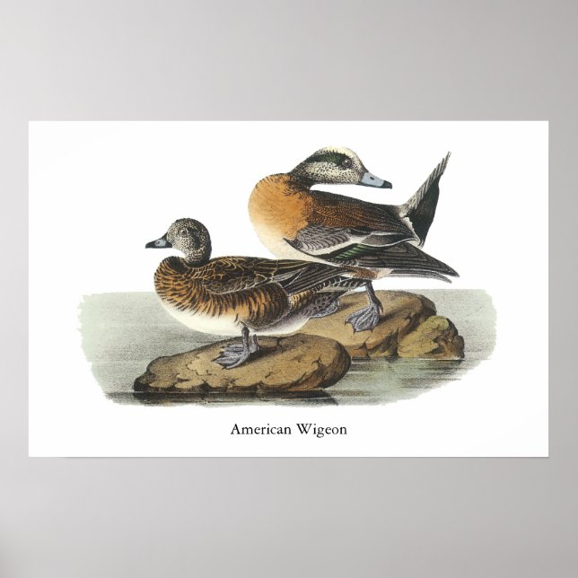 American Wigeon, John Audubon Poster (Vorne)
