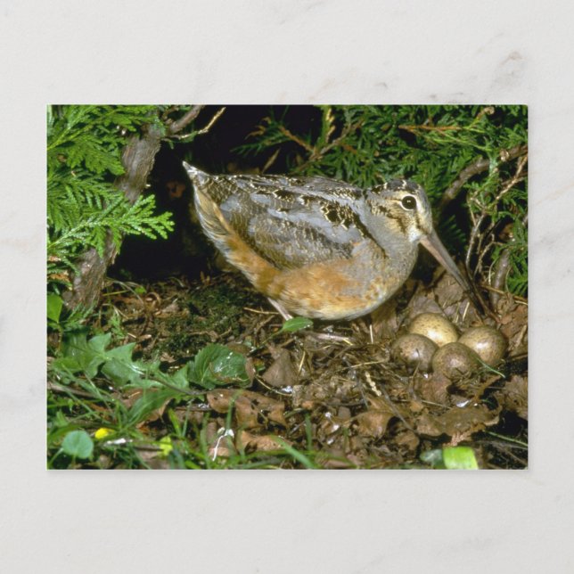 American Woodcock mit Eiern Postkarte (Vorderseite)