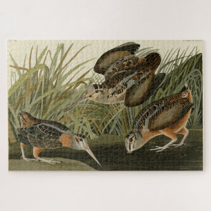American Woodcock von Audubons Vögeln von Amerika