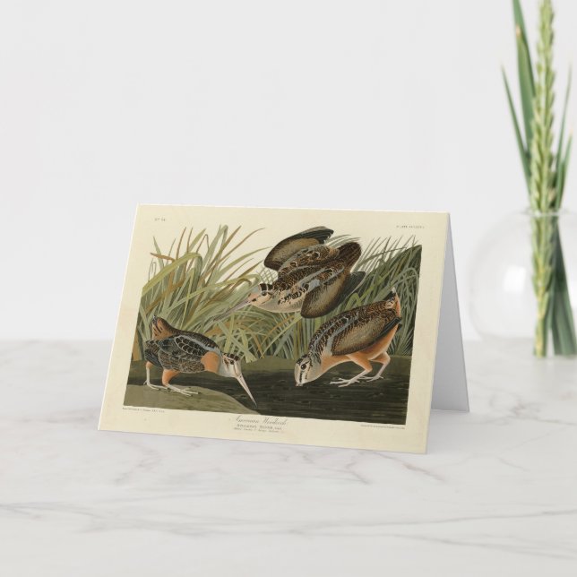 American Woodcock von Audubons Vögeln von Amerika Karte (Vorderseite)