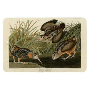 American Woodcock von Audubons Vögeln von Amerika Magnet