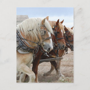 American Work Horse Postkarte