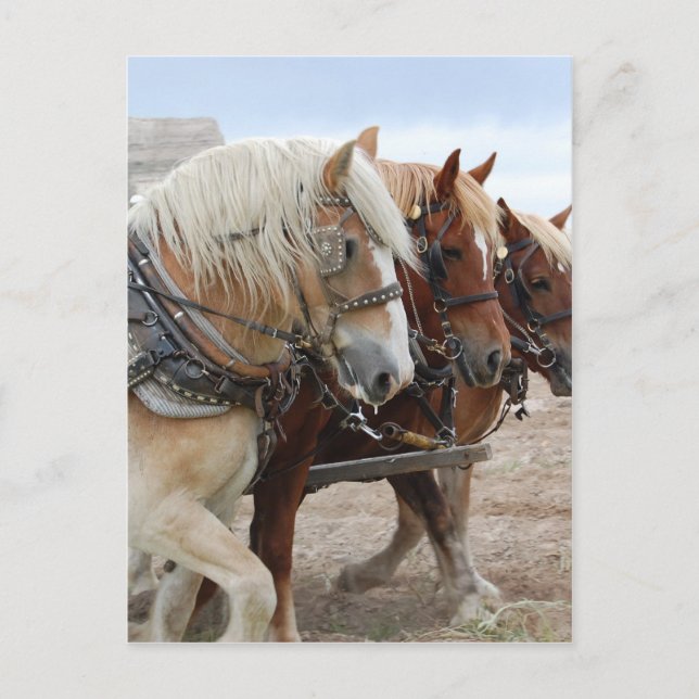 American Work Horse Postkarte (Vorderseite)