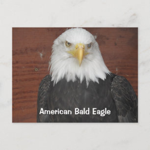 Amerika Weißkopfseeadler Dubuque Iowa Andenken   Postkarte