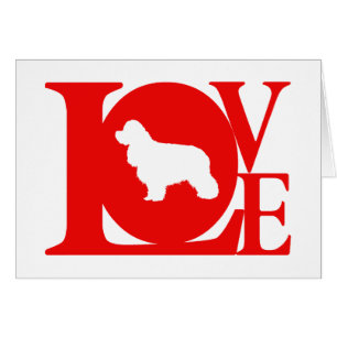 Amerikaner Cocker spaniel