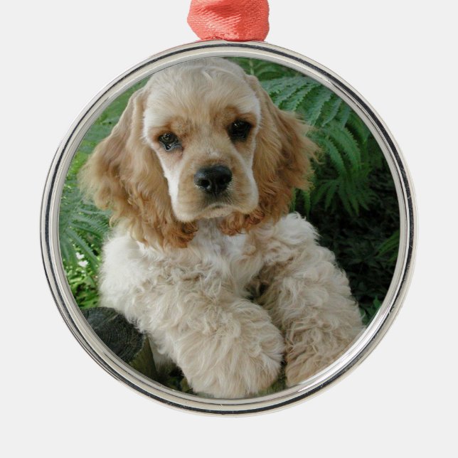 Amerikaner-Cocker spaniel-Hund und der grüne Farn Silbernes Ornament (Vorne)