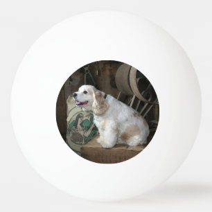 Amerikaner-cocker spanielsitzen tischtennisball