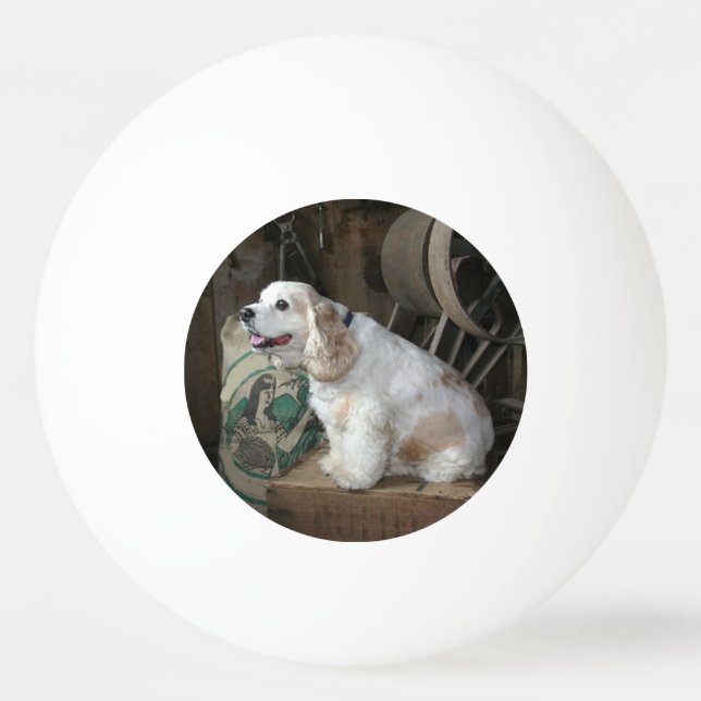 Amerikaner-cocker spanielsitzen tischtennisball (Vorderseite)