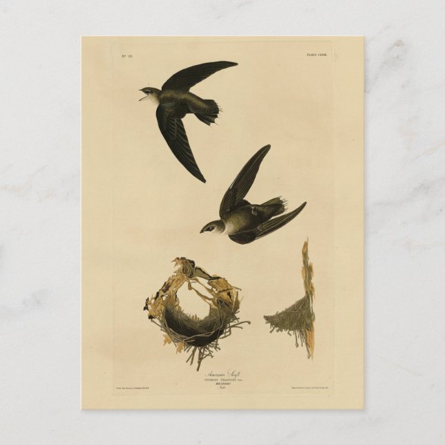 Amerikaner (Kamin) Swift Audubon, Vögel von Amerik Postkarte (Vorderseite)