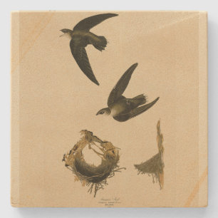 Amerikaner (Kamin) Swift Audubon, Vögel von Amerik Steinuntersetzer