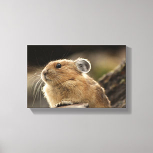 Amerikaner Pika Leinwanddruck