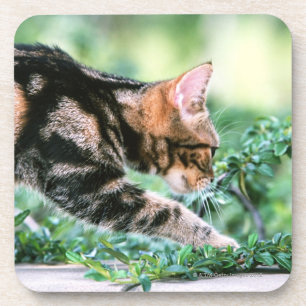 Amerikaner Shorthair 7 Untersetzer