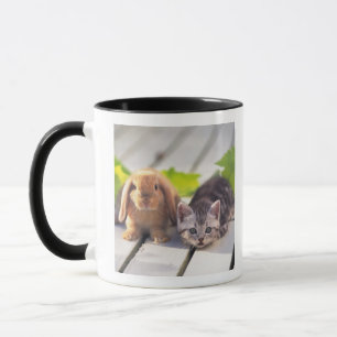 Amerikaner Shorthair; ist das populärste und die Tasse