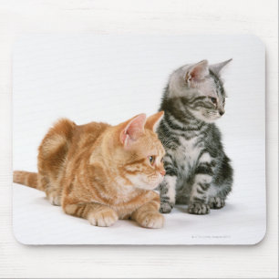 Amerikaner Shorthair Katze 2 Mousepad