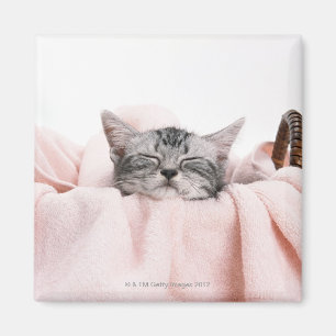 Amerikaner Shorthair Katze Magnet