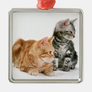 Amerikaner Shorthair Silbernes Ornament