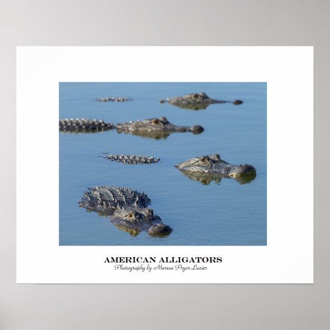 Amerikanische Alligatoren Poster (Vorne)