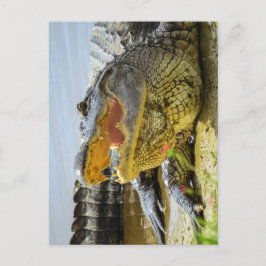 Amerikanische Alligatorenfront im Angesicht Postkarte