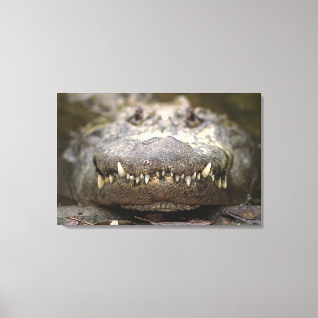 Amerikanische Alligatorin Leinwanddruck (Vorderseite)
