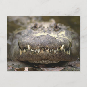 Amerikanische Alligatorin Postkarte