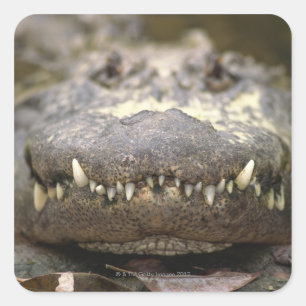 Amerikanische Alligatorin Quadratischer Aufkleber