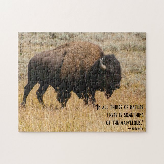Amerikanische Bison-Grazes im Foto für Wiesengras (Horizontal)
