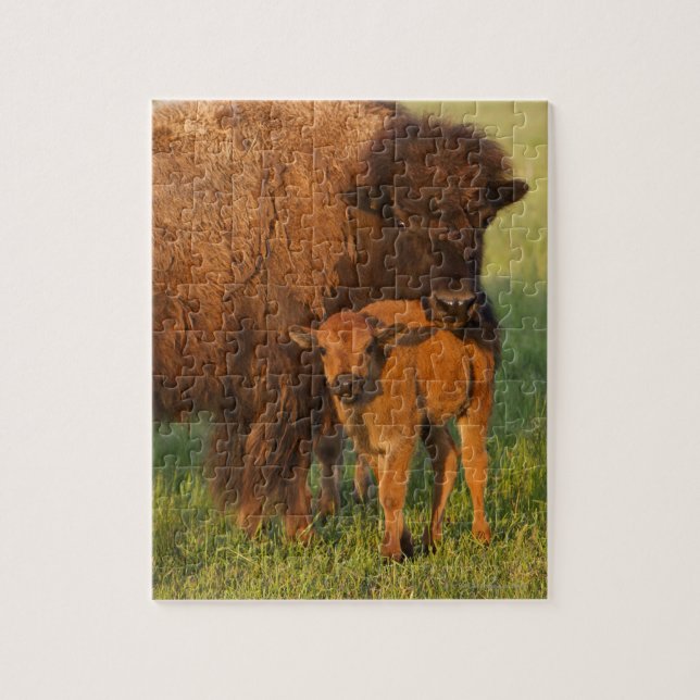 Amerikanische Bison Kuh und Kalb, Norddakota (Vertikal)