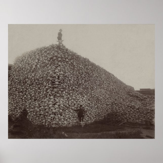 Amerikanische Bison Skulls als Boden für Dünger Poster (Vorne)