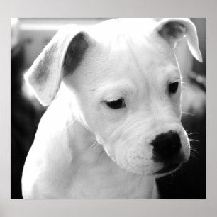 Amerikanische Bulldoggen-Welpen Poster