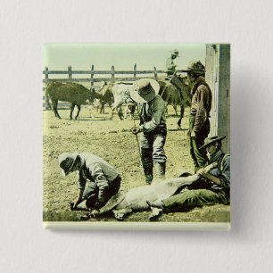 Amerikanische Cowboys, die ein Kalb, c.1900 (Foto, Button