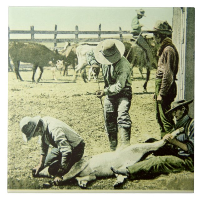 Amerikanische Cowboys, die ein Kalb, c.1900 (Foto, Fliese (Vorderseite)