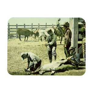 Amerikanische Cowboys, die ein Kalb, c.1900 (Foto, Magnet