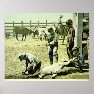 Amerikanische Cowboys, die ein Kalb, c.1900 (Foto, Poster