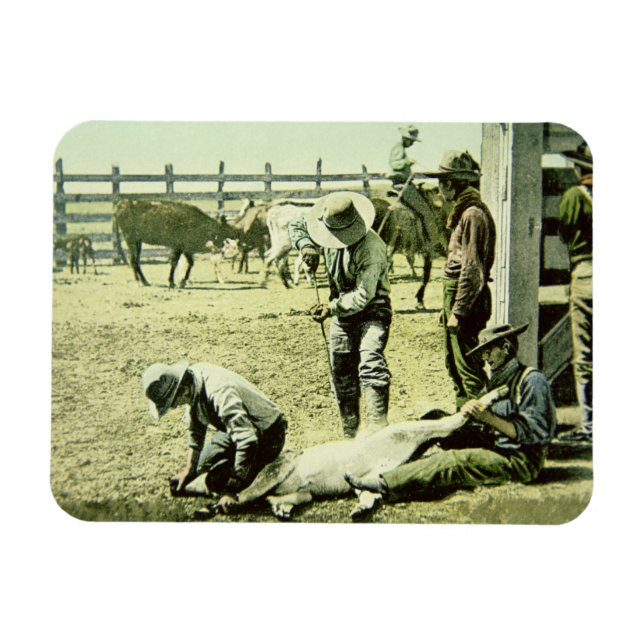 Amerikanische Cowboys, die ein Kalb markieren, c.1 Magnet (Horizontal)
