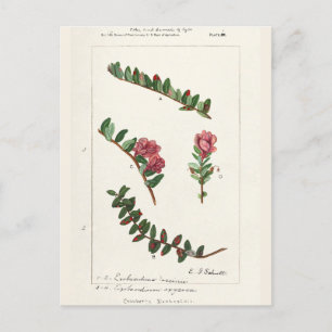 Amerikanische Cranberry (Vaccinium Macrocarpon) Postkarte