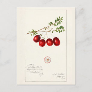 Amerikanische Cranberry (Vaccinium macrocarpon) Postkarte