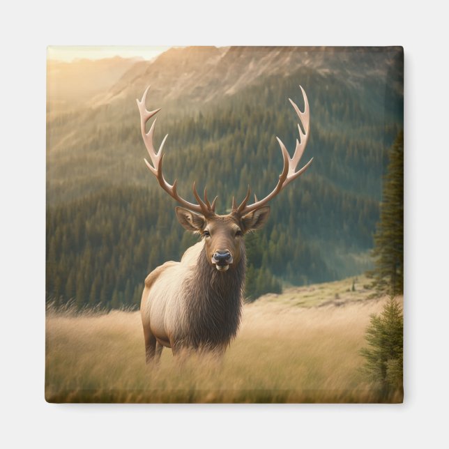 Amerikanische Elche: Elch, Hirsch, Bull Cervus Magnet (Vorne)