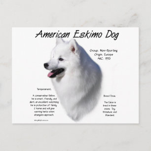 Amerikanische Eskimo-Hundeschichte; alles über Esk Postkarte