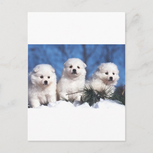 Amerikanische Eskimowelpenkarte Postkarte (Vorderseite)