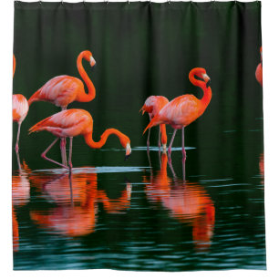 Amerikanische Flamingos mit Reflections Restand Fo Duschvorhang