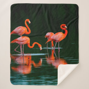 Amerikanische Flamingos mit Reflections Restand Fo Sherpadecke