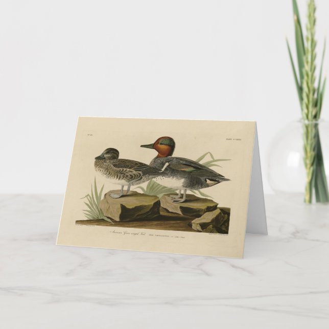 Amerikanische Flügel Aquamarin von Audubons Vogel Karte (Vorderseite)