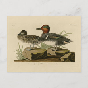 Amerikanische Flügel Aquamarin von Audubons Vogel Postkarte